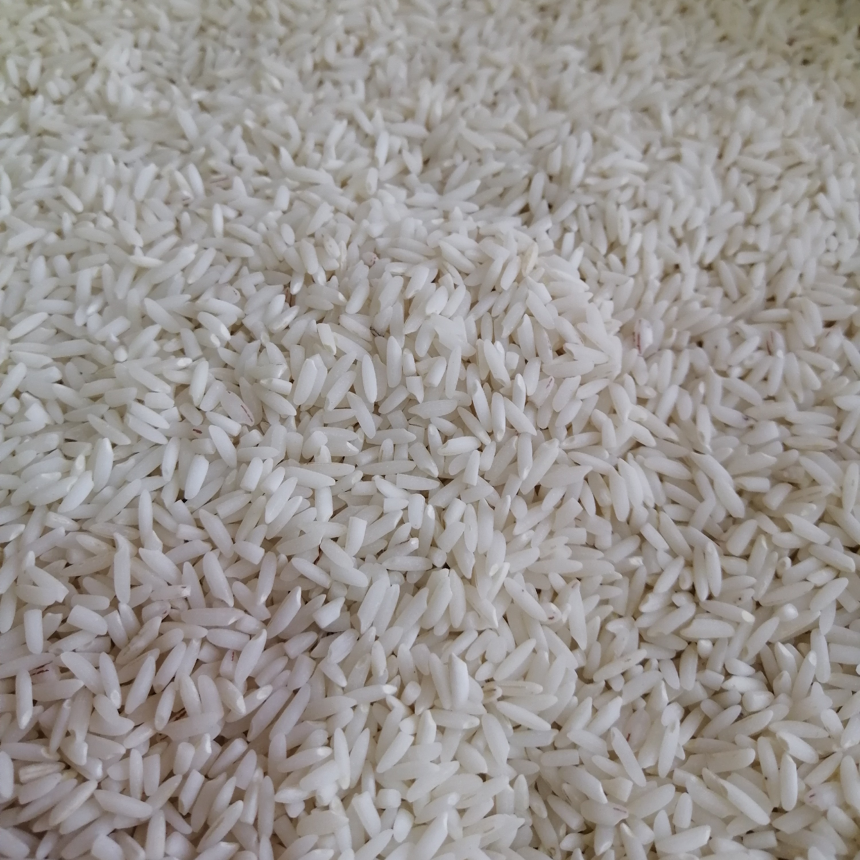 برنج علی کاظمی خوش خوراک و معطر