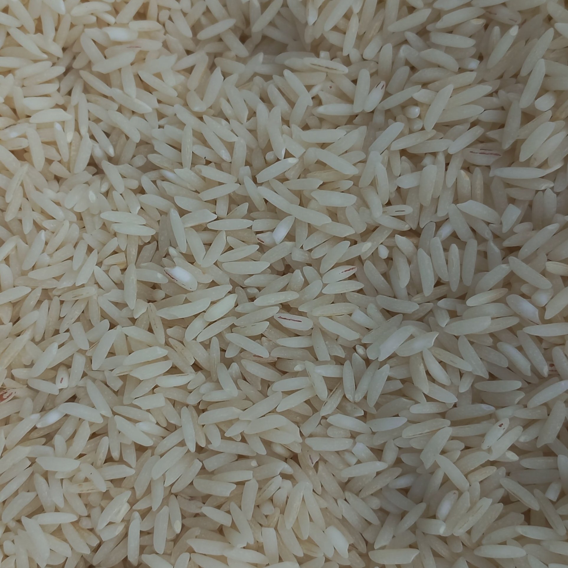 برنج طارم محلی