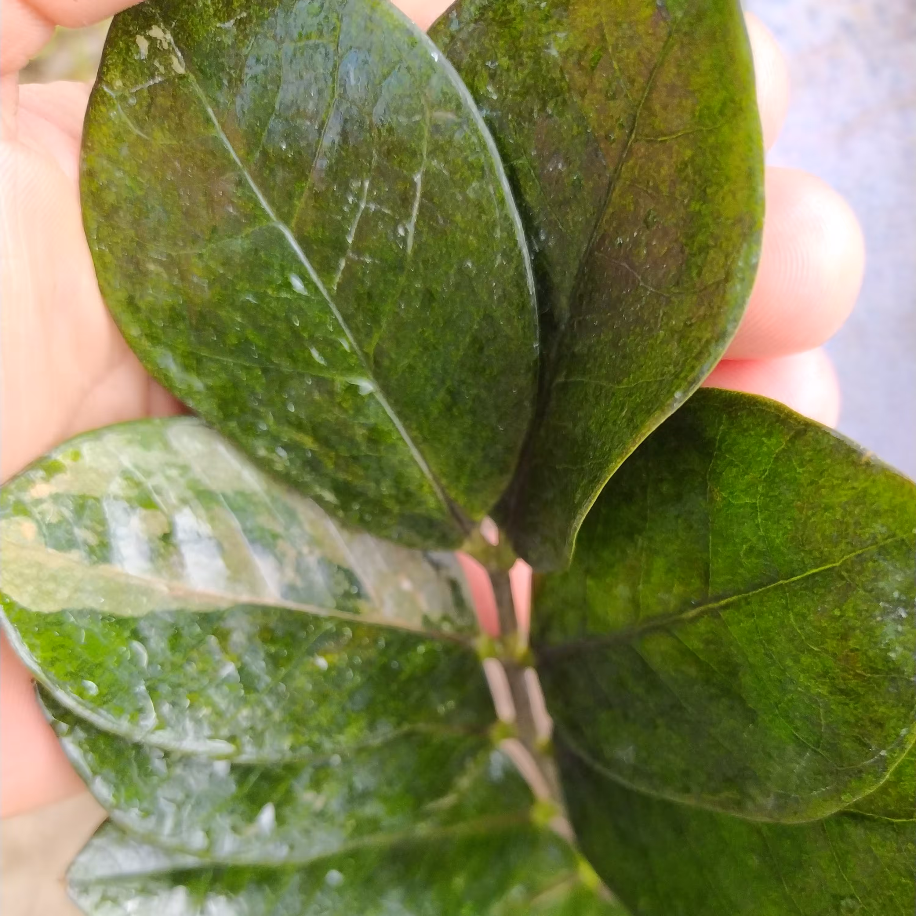 برگ شرابی(این برگ کلکسیونی از دستش نده😍)(ارسالشم  رایگانه😉)