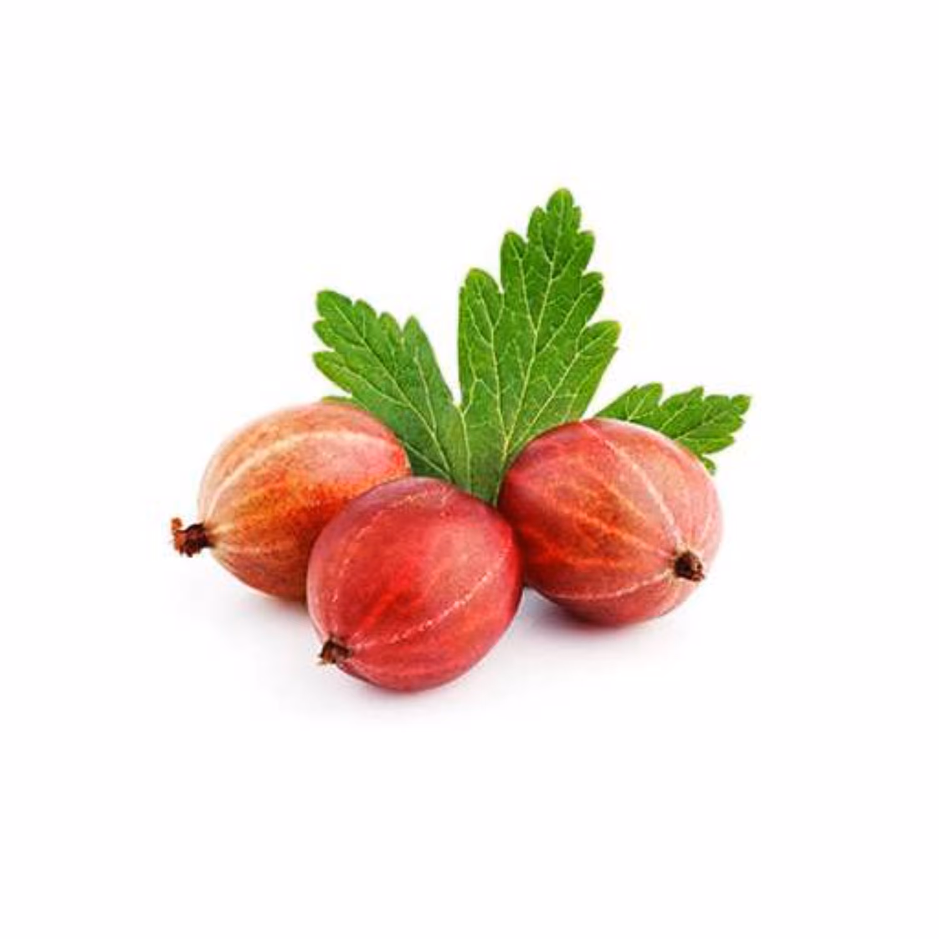 بذر گوس بری بنفش 5 عددی