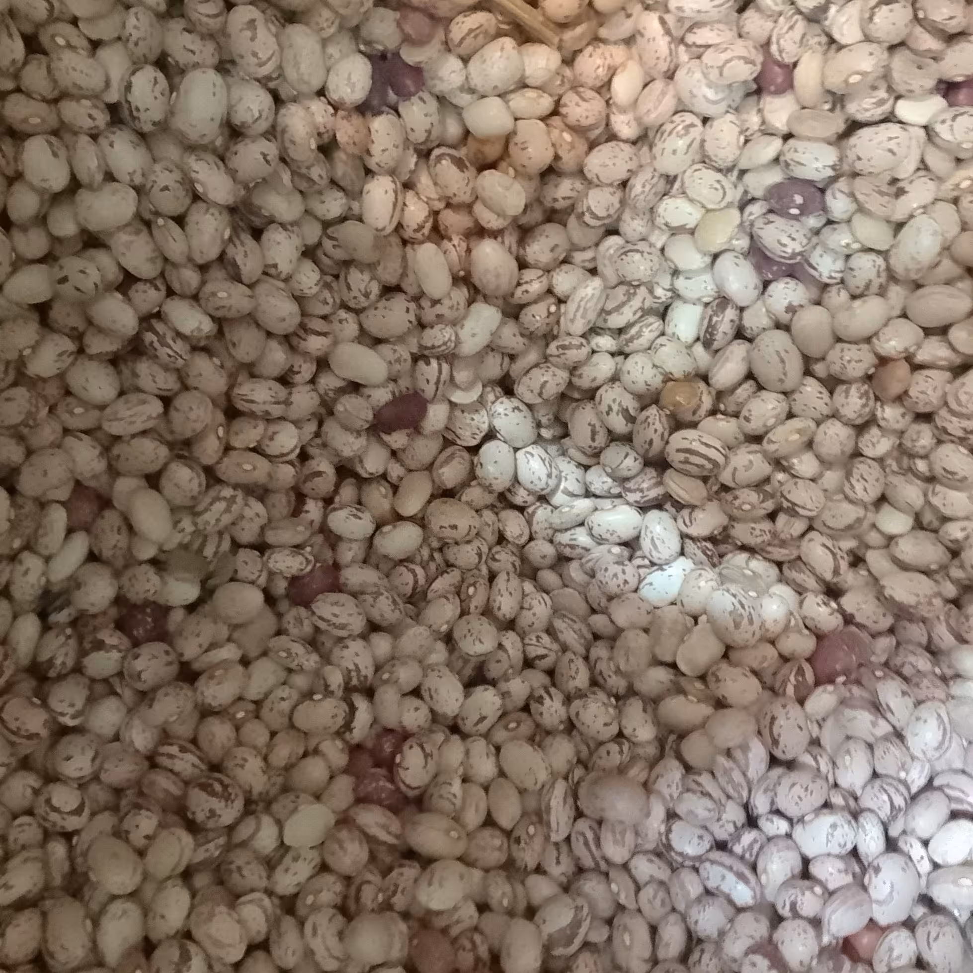 لوبیا چیتی درشت (400 گرم)