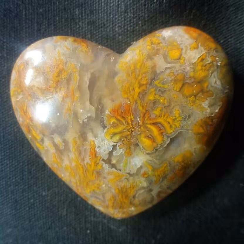 نگین شجر پاییزه هفت رنگ