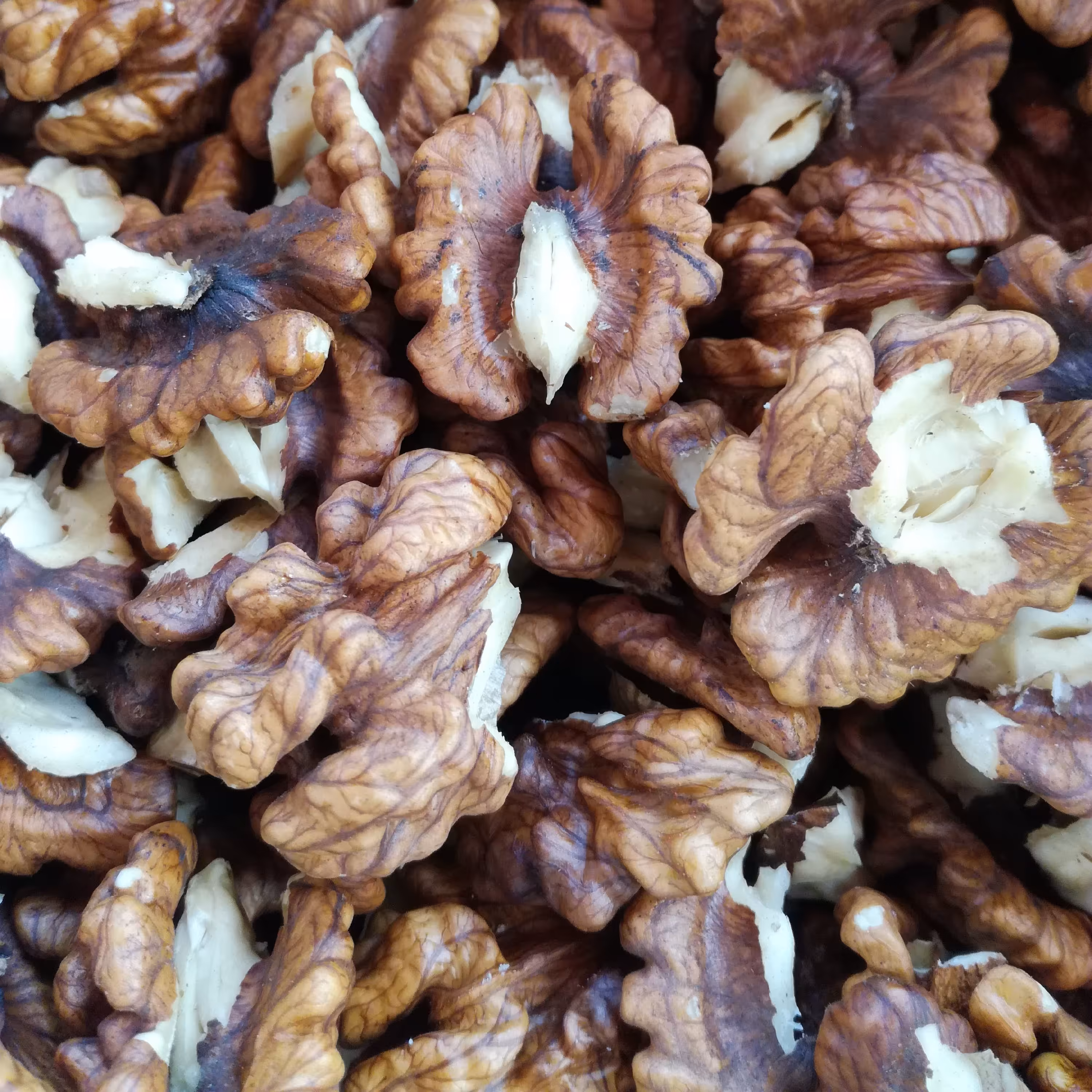 مغز گردو روغنی اشکورات - 500گرمی