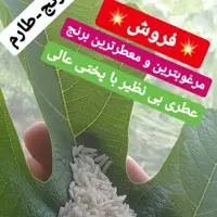 برنج طارم  محلی شمال درجه یک به شرط پخت وبا کیفیت عالی مستقیم از کشاورز وبدون واسطه با برنج های پر محصول ترکیب نشده ...