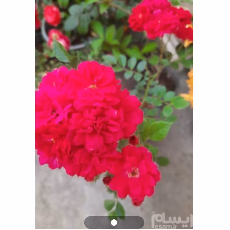 نهال رز رونده