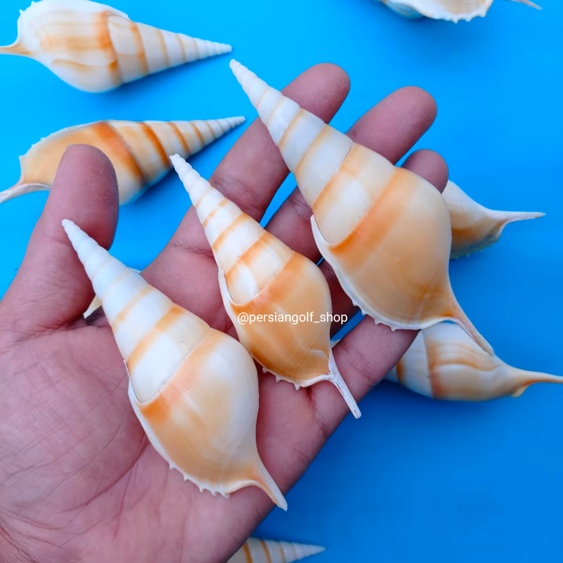 صدف شیپوری طبیعی رنگ زرد با کیفیت عالی