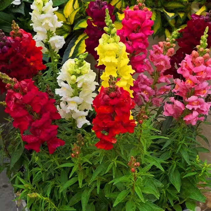 بذر گل میمونی الوان بسته بندی (2.5 گرمی).    