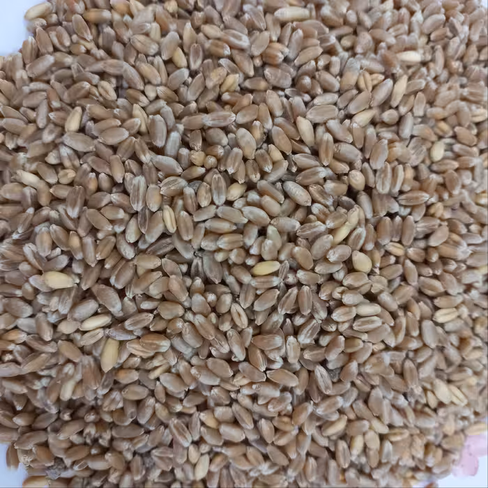 گندم خوراکی محلی دیم  2 کیلویی (پاک کرده)