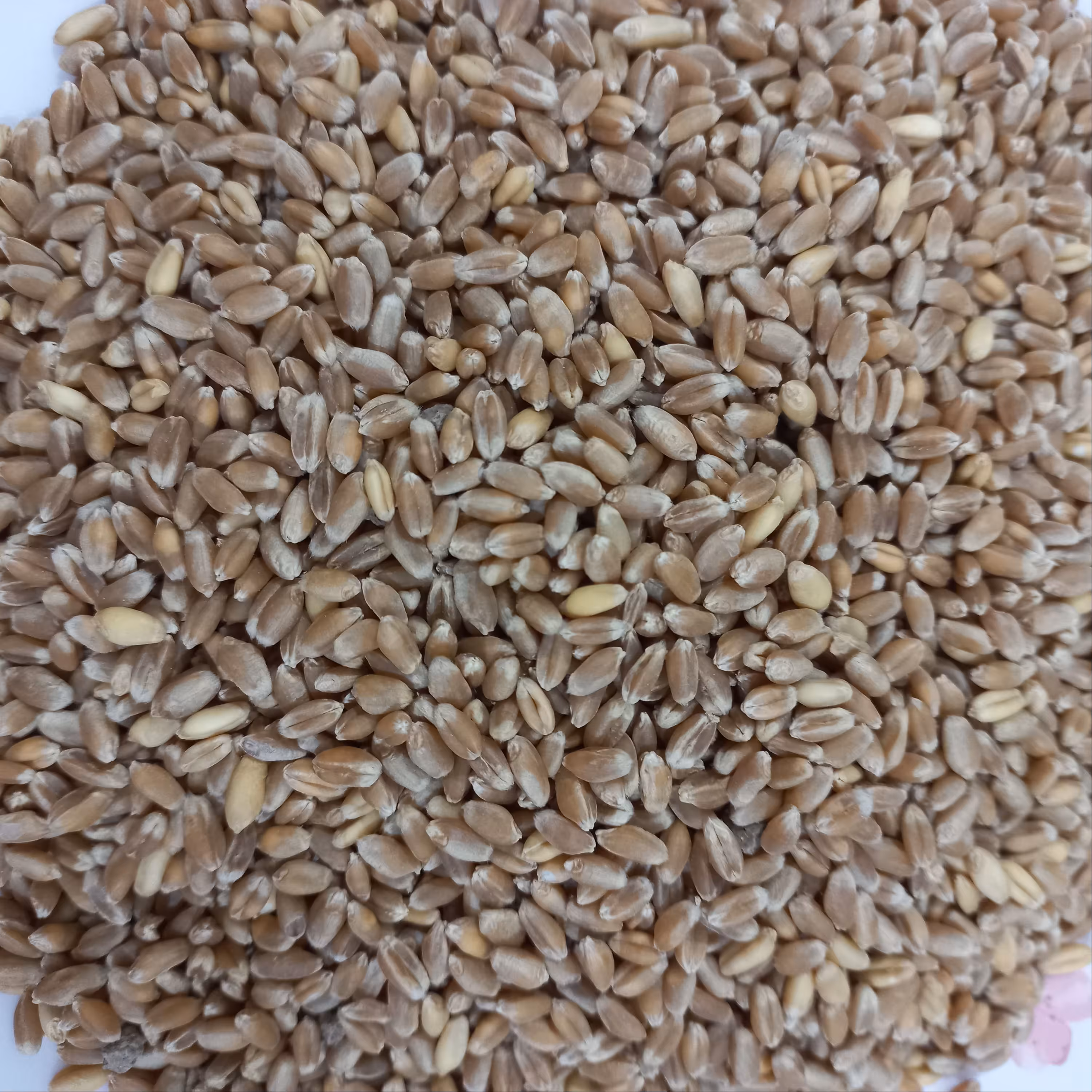 گندم خوراکی محلی دیم  2 کیلویی (پاک کرده)