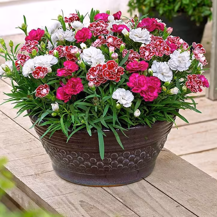 بذر میخک باغچه
