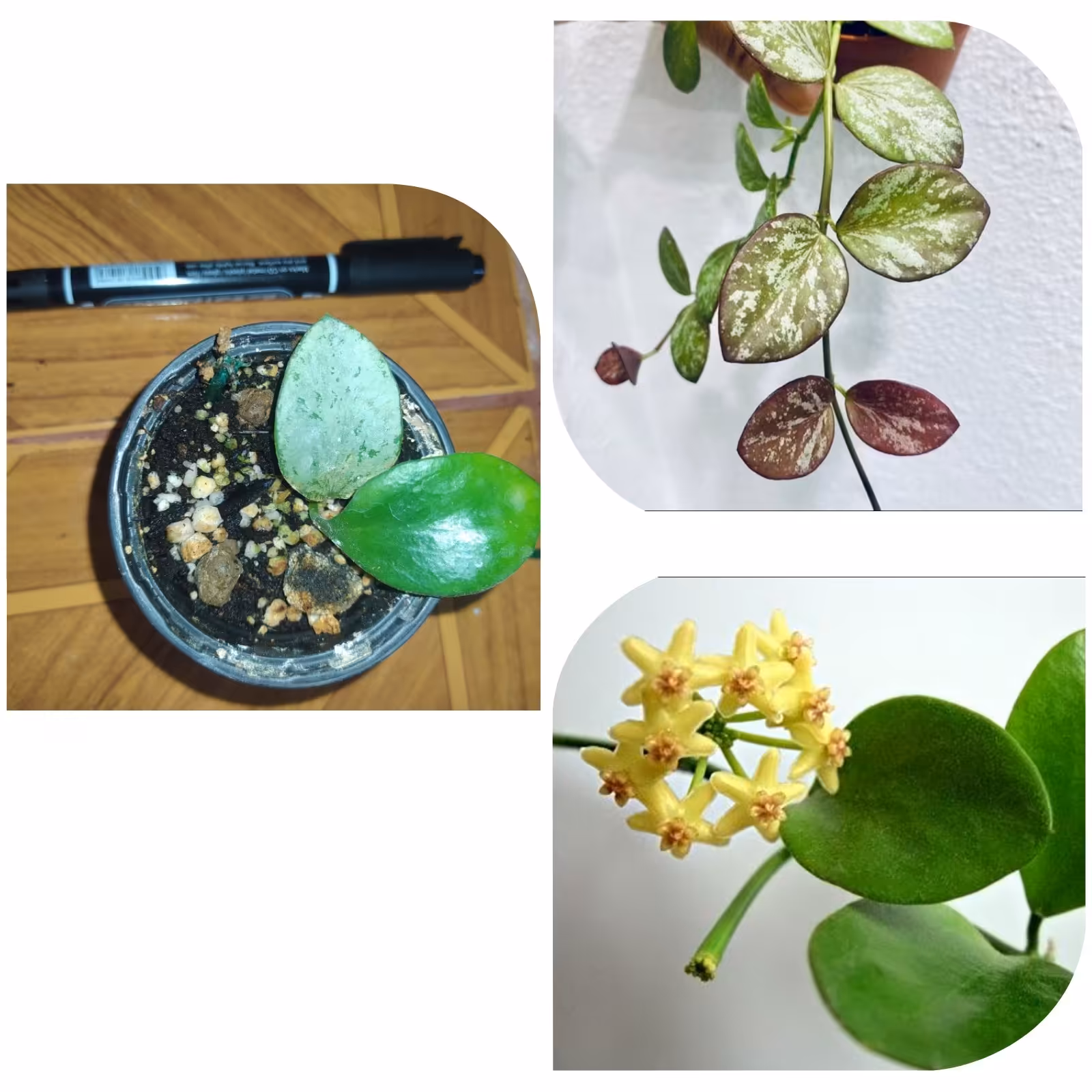 هویا بیاکنسیس اسپلش فوق العاده خاص گیاهچه فعال در گلدون6 