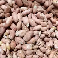 بادام زمینی درشت و دو الکه آستانه امسالی و درجه یک 500 گرمی