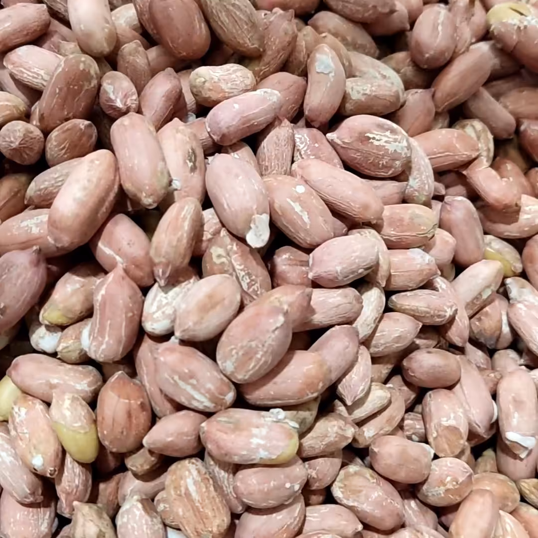 بادام زمینی درشت و دو الکه آستانه امسالی و درجه یک 500 گرمی