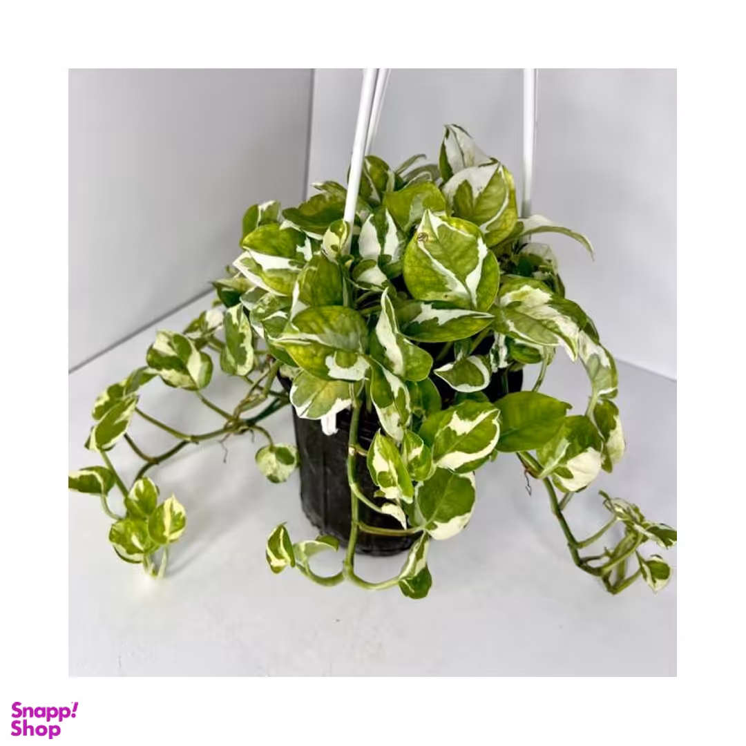 گلدان طبیعی پتوس ارتشی