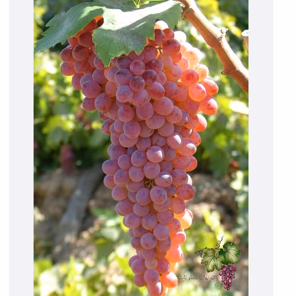 انگور قرمز بیدانه کشمشی (هزینه ارسال رایگان نیست و به عهده خود مشتری میباشد )