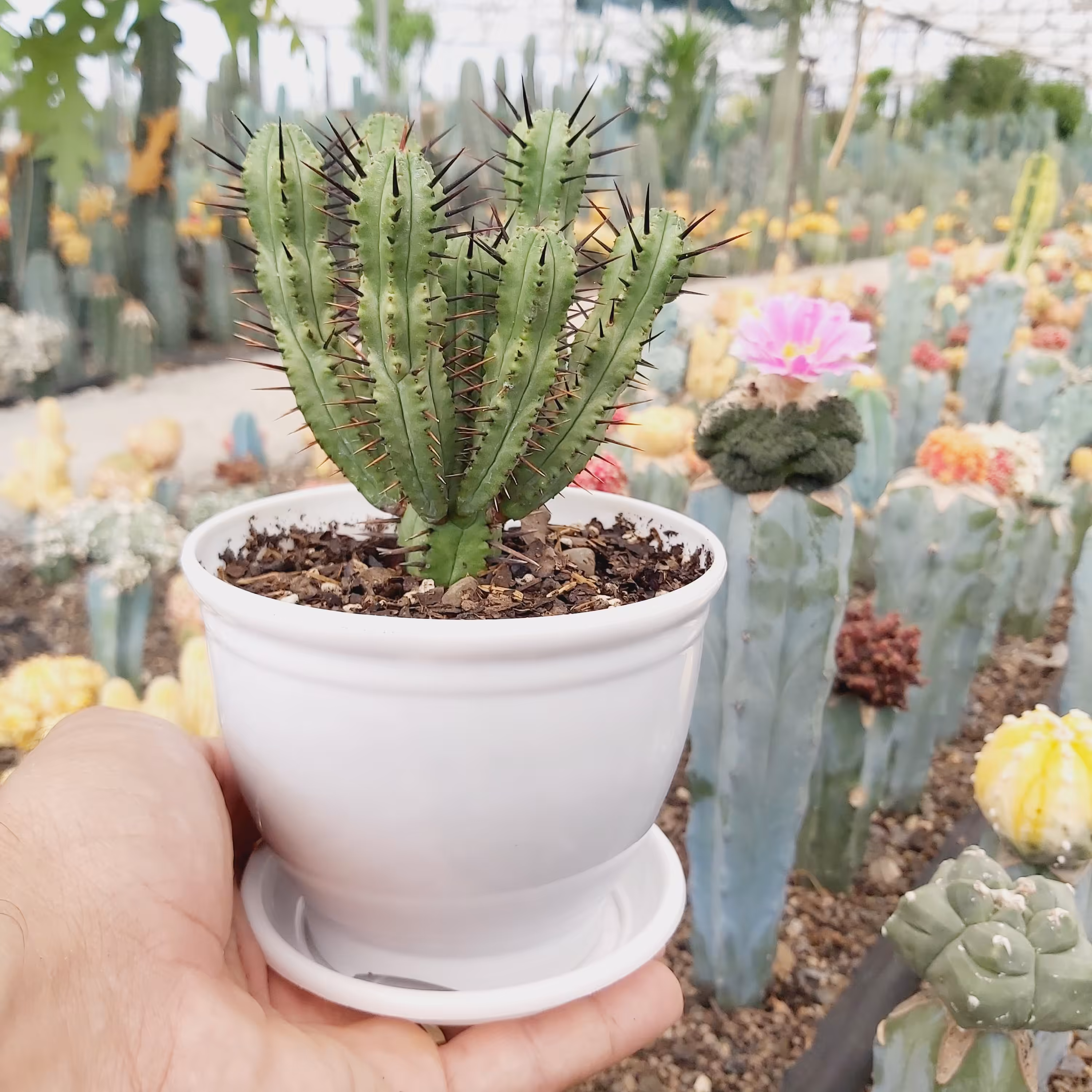 کاکتوس افوربیا انوپلا با کیفیت عالی با گلدان سفید و زیر گلدانی(مستقیم از تولید کننده خرید بفرمائید)