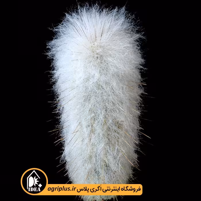 بذر کاکتوس Austrocephalocer Eus Dybowskii
