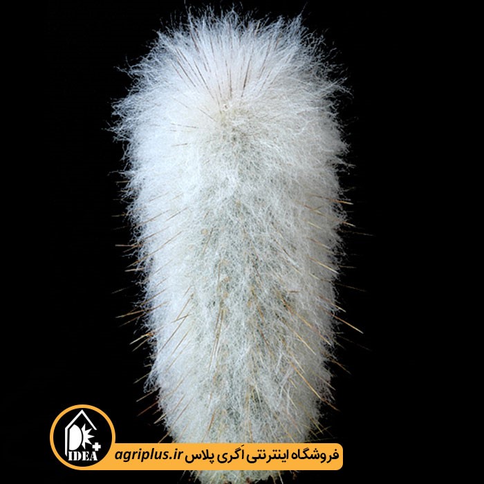بذر کاکتوس Austrocephalocer Eus Dybowskii