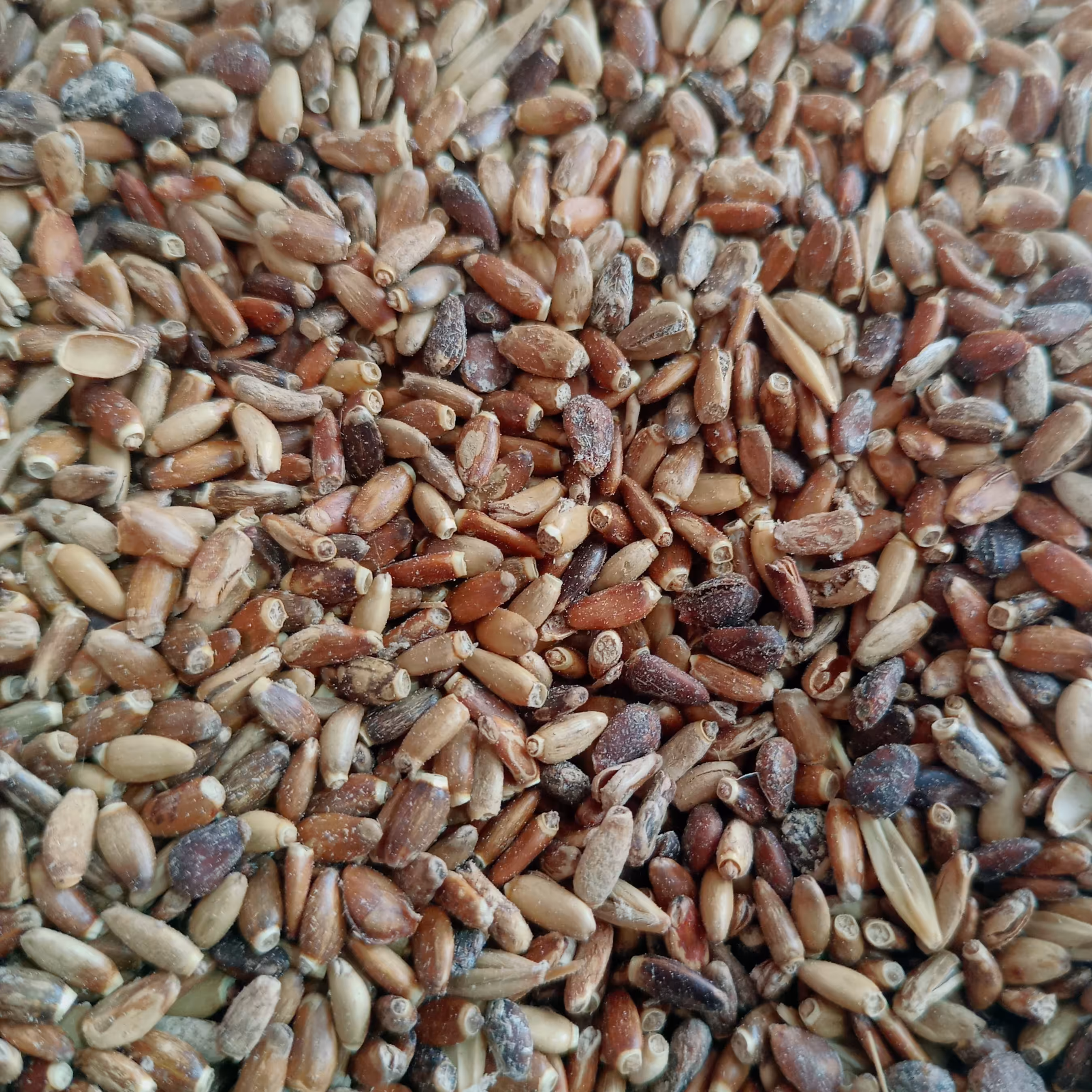 تخم خار مریم 100 گرمی تنظیم کبد ( عطاری فاطر )