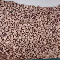 لوبیا چیتی  بوجار (نیم کیلو)