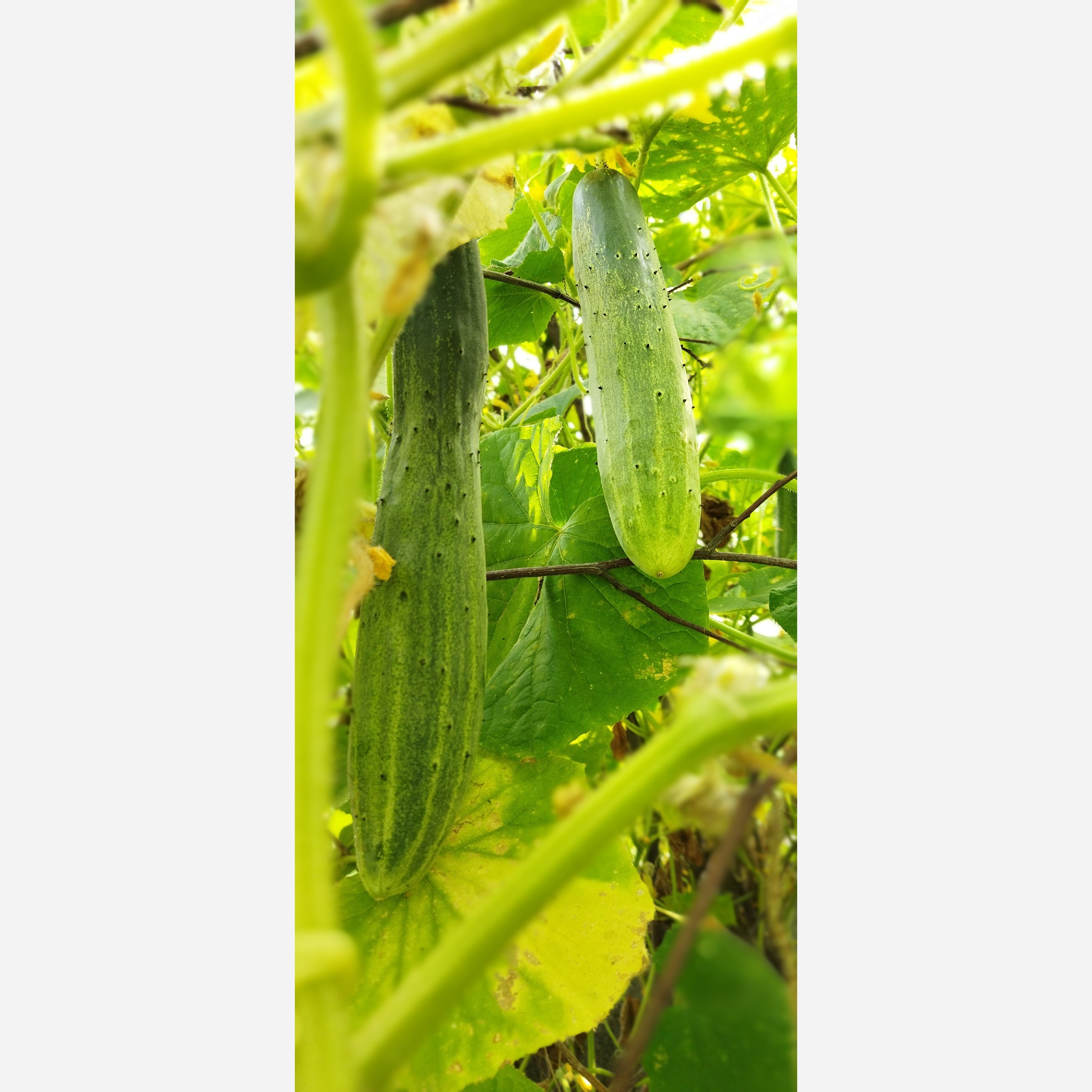 خیار محلی تازه چین - 1 کیلو (پس کرایه)