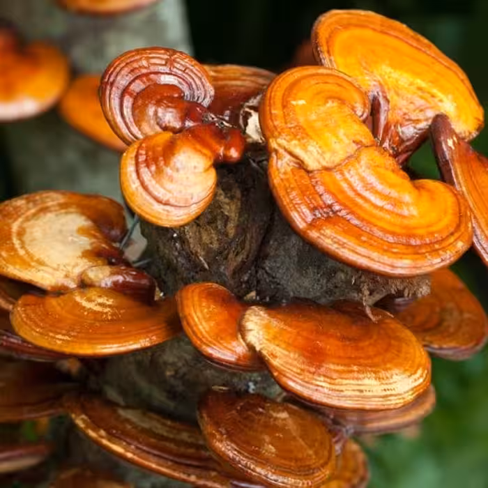 پودر عصاره قارچ گانودرما (ریشی) بالک 25 گرمی