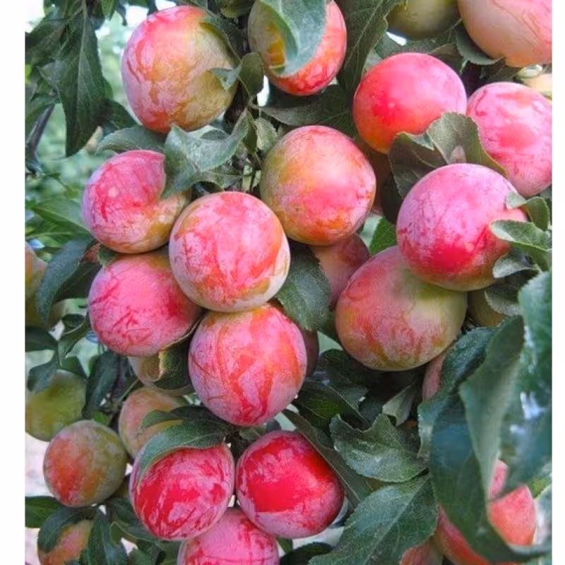 نهال آلو موریتانی 