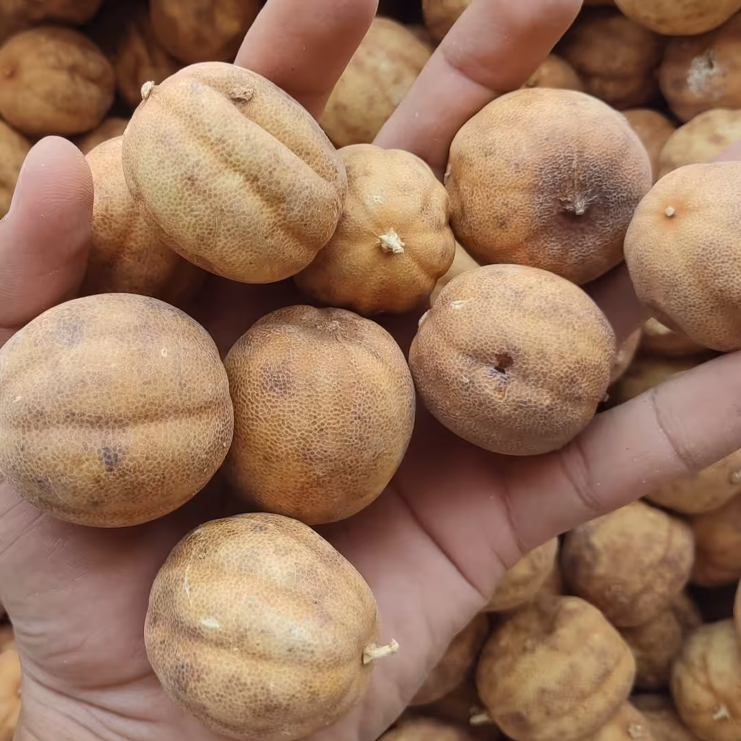 لیمو عمانی 500گرمی رودان بدون تلخی (ارسال رایگان)