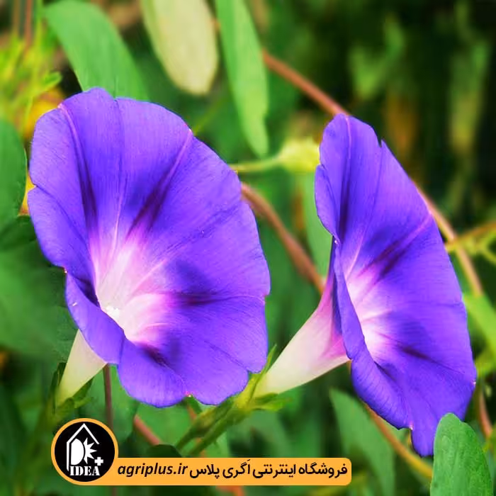 بذر گل نیلوفر بسته بندی خانگی