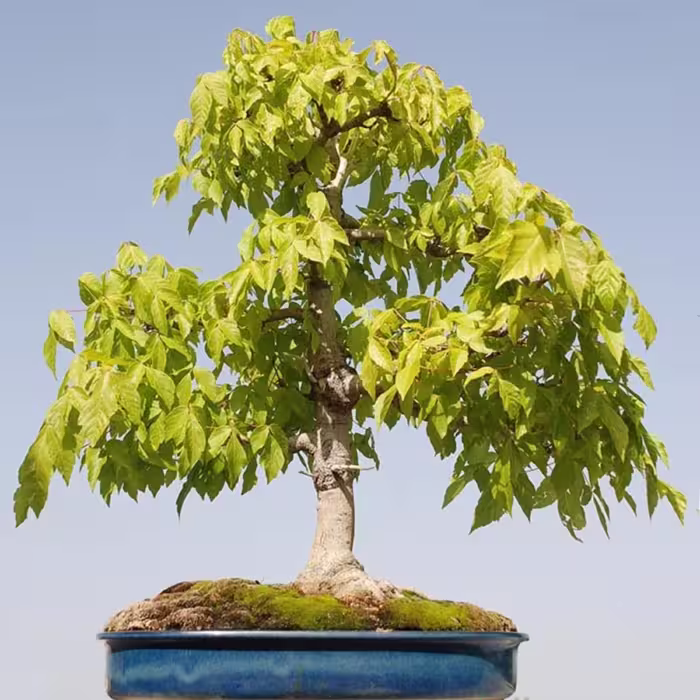 بذر افرا نگوندو یا افرا جعبه ای بونسای بسته 10 عددی