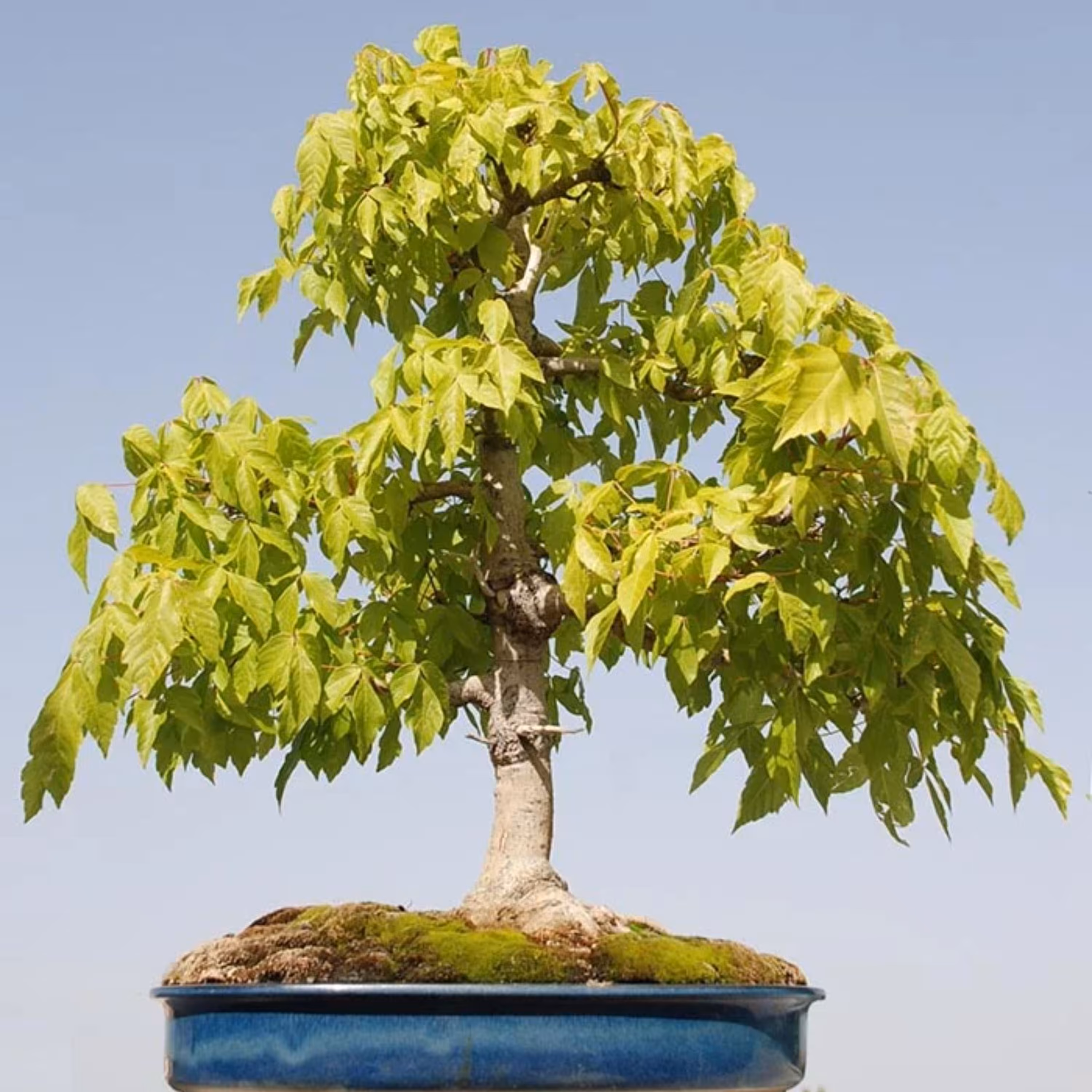 بذر افرا نگوندو یا افرا جعبه ای بونسای بسته 10 عددی