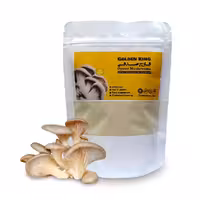 پودر قارچ صدفی سفید 100گرم (مکمل غذایی)