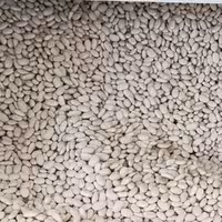 لوبیا سفید دست چین (نیم گرم)