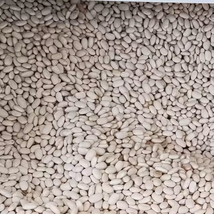 لوبیا سفید دست چین (نیم گرم)