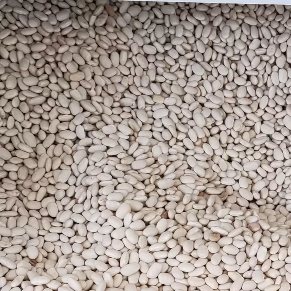 لوبیا سفید دست چین (نیم گرم)