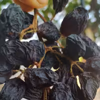 مویز انگور سیاه(محصول امسال)