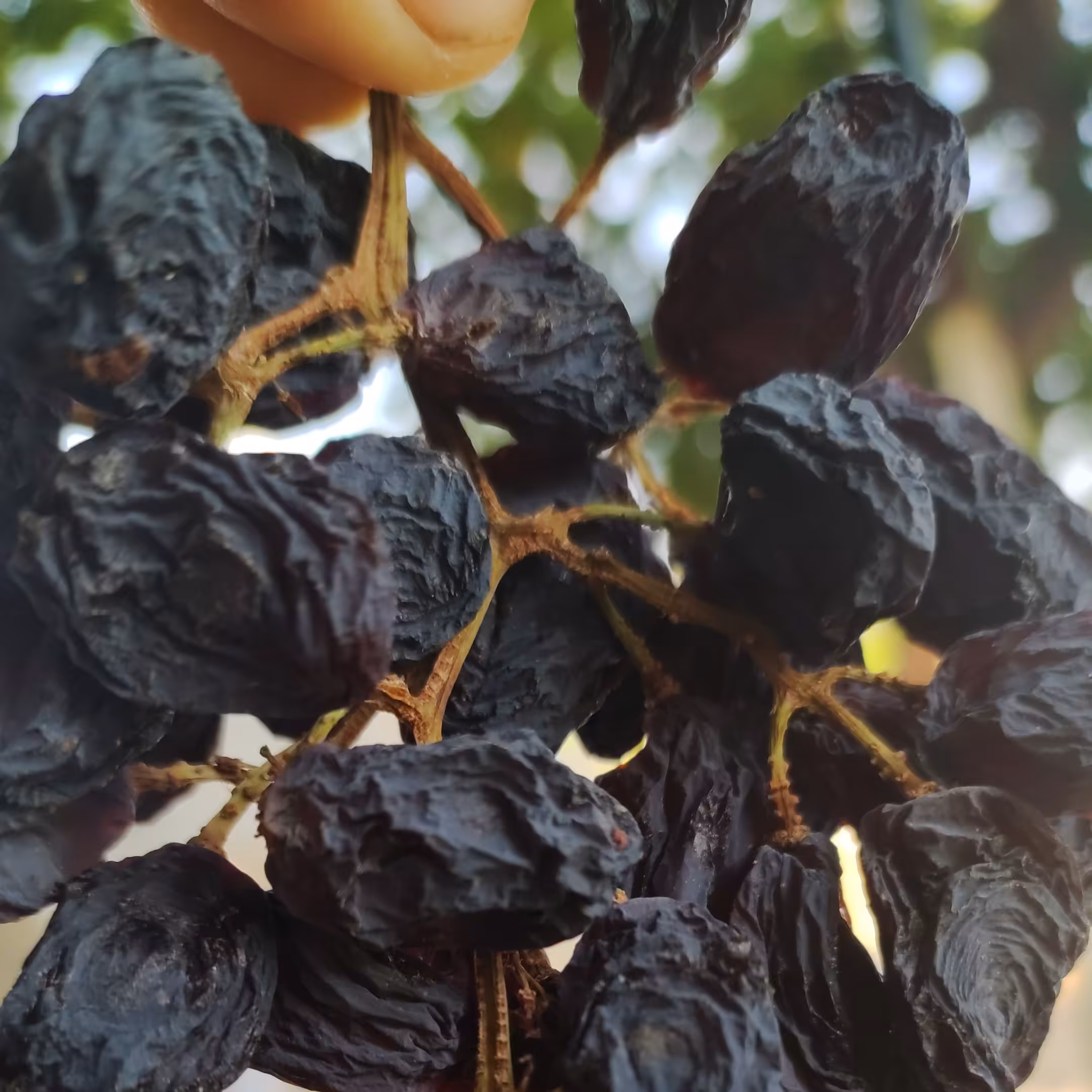 مویز انگور سیاه(محصول امسال)