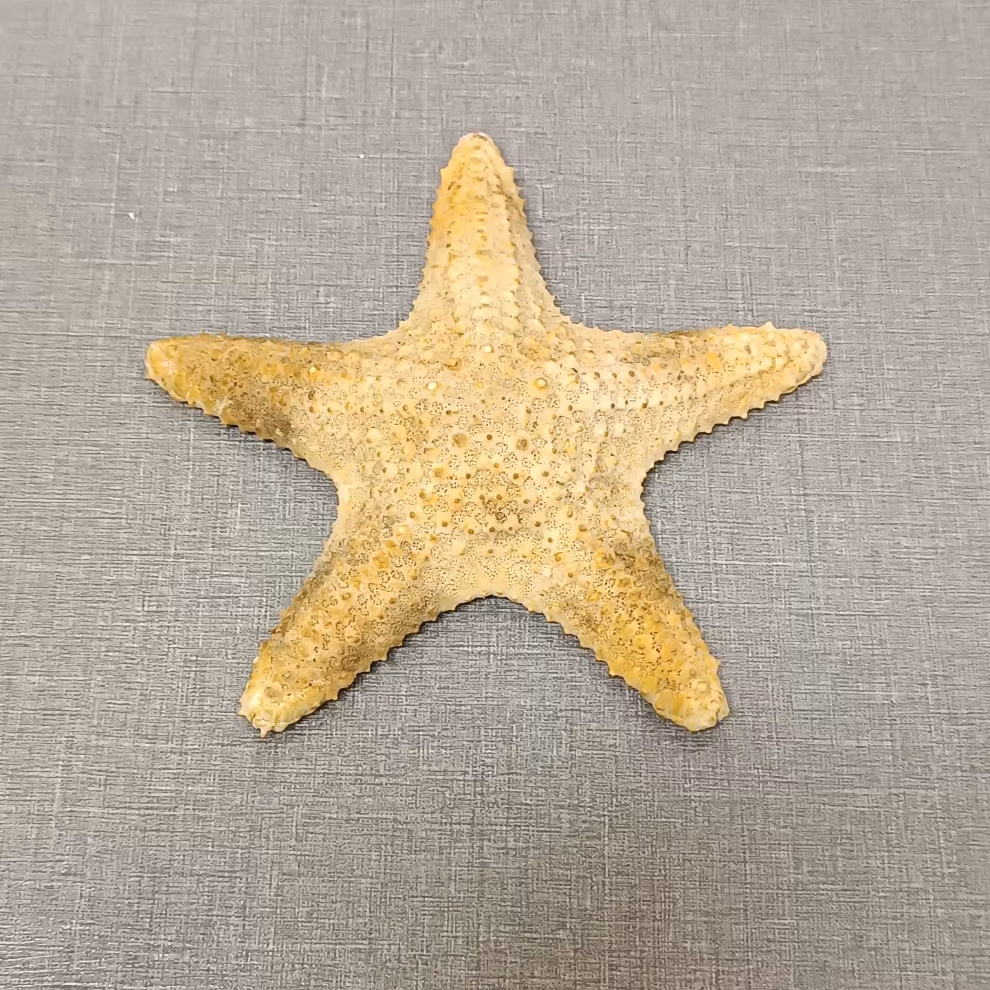 ستاره دریایی p3