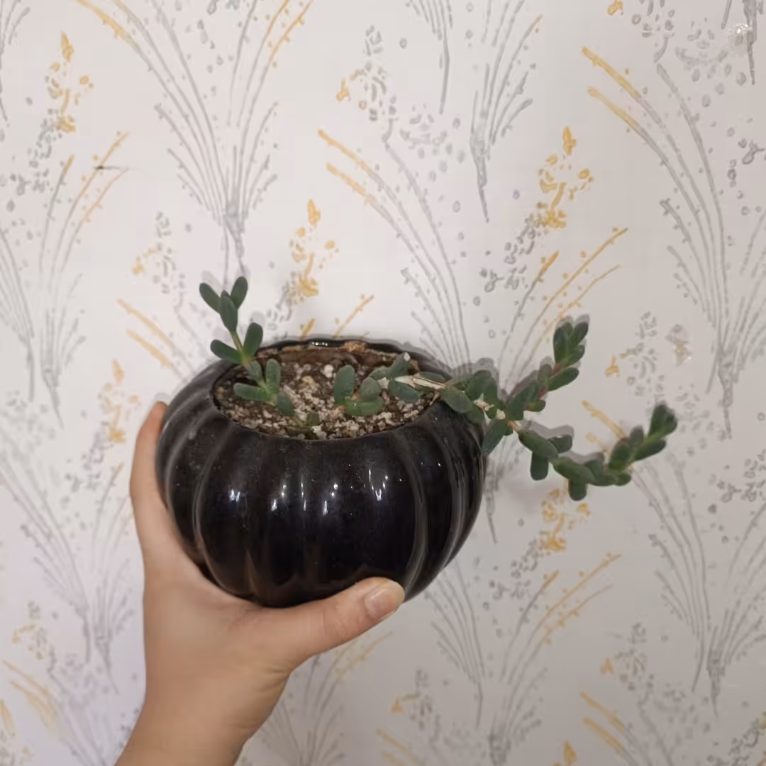 ساکولنت سنگی(گلدون سرامیکی)