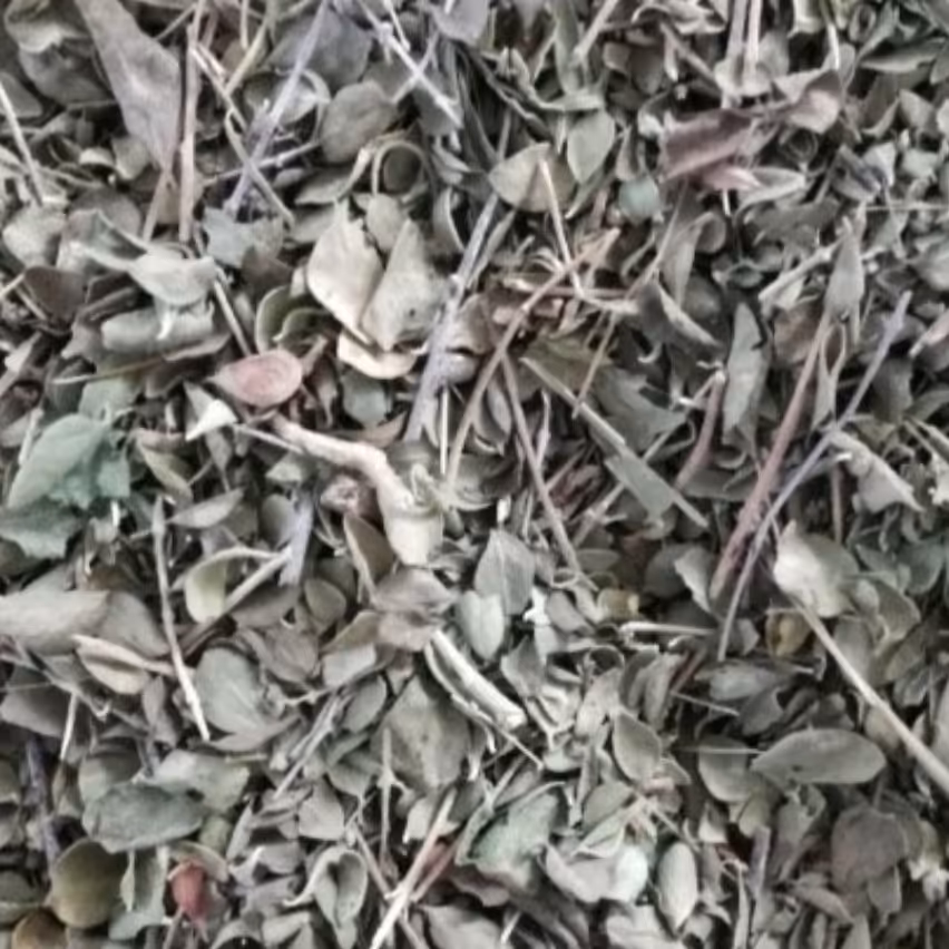 آویشن شیراز