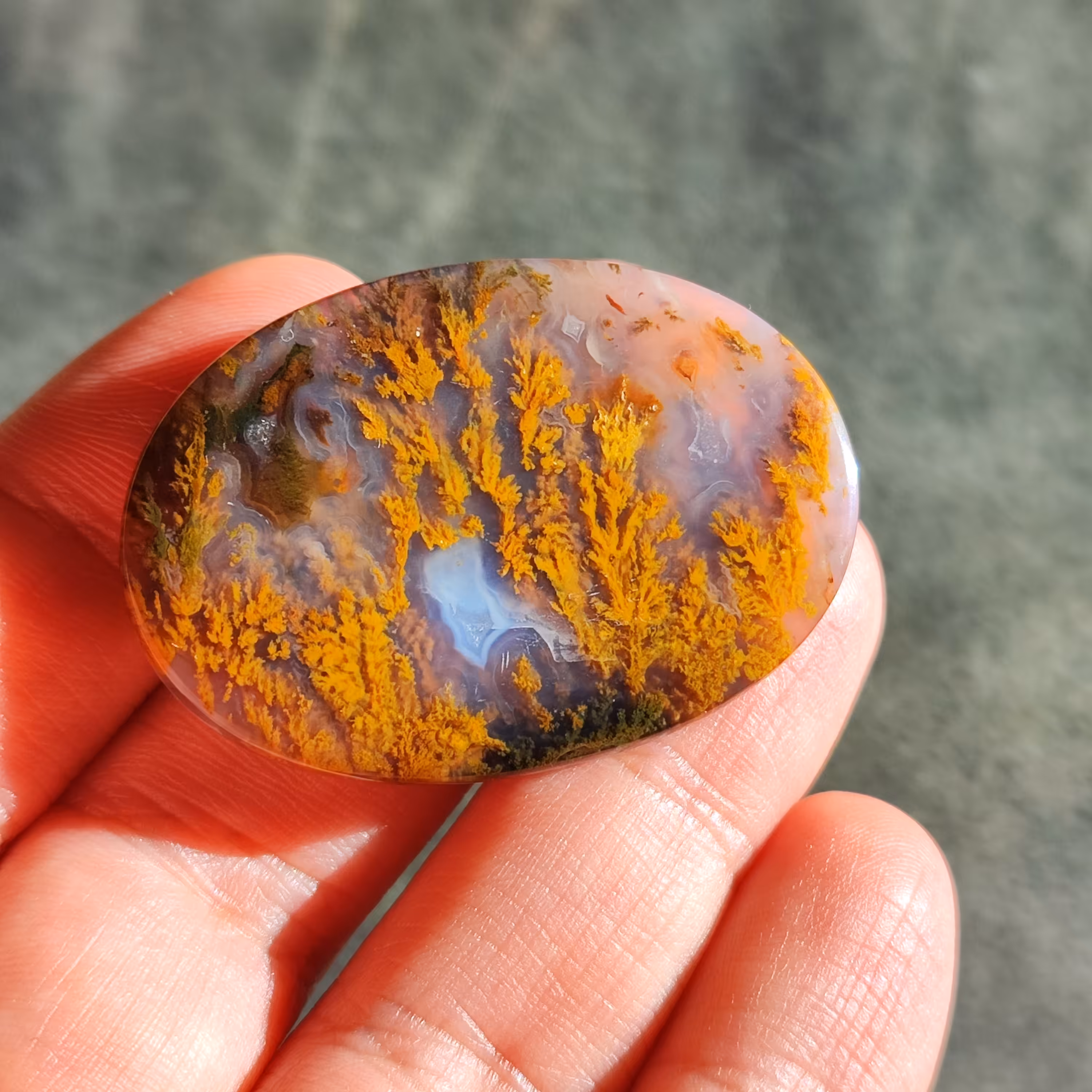 شجر ناب سه قلعه درشت قواره کلکسیونی طلایی