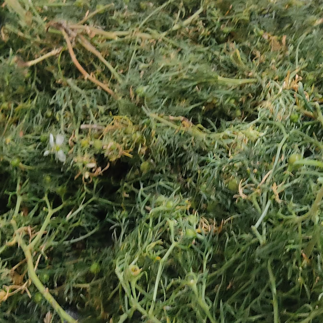 شاخه اسپند تر