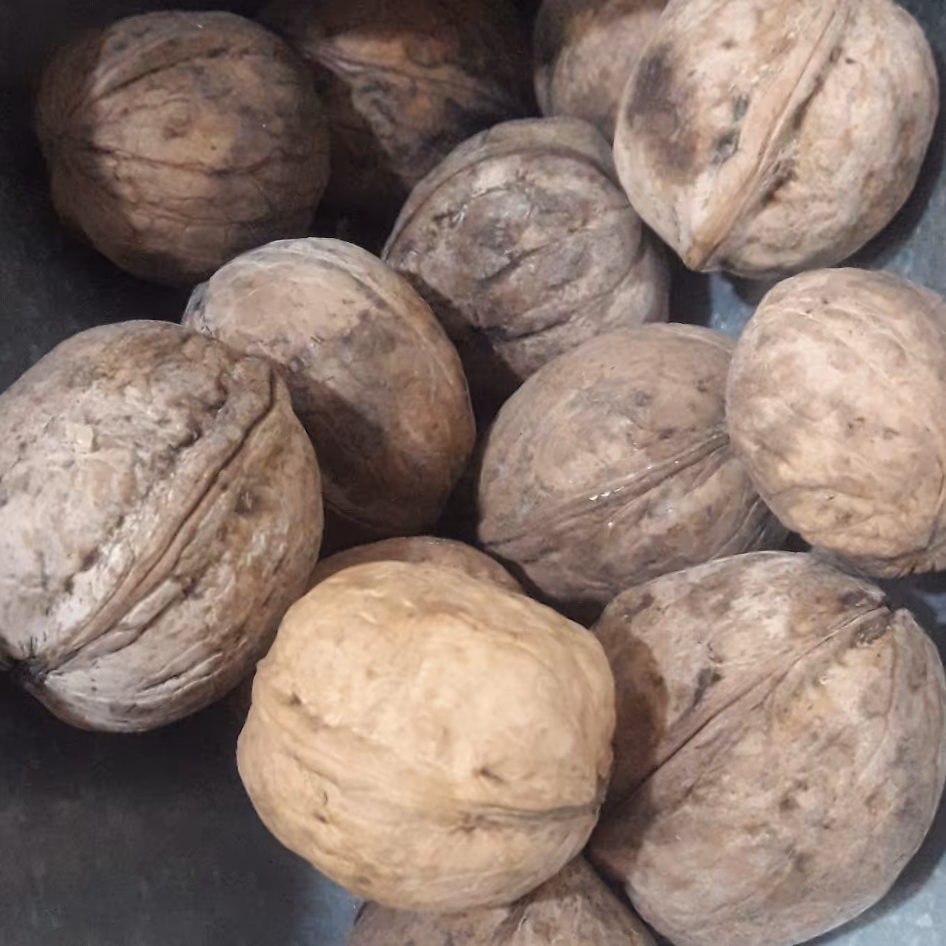 گردو ایرانی 640گرمی (سبک زندگی و طب اسلامی شیعی)