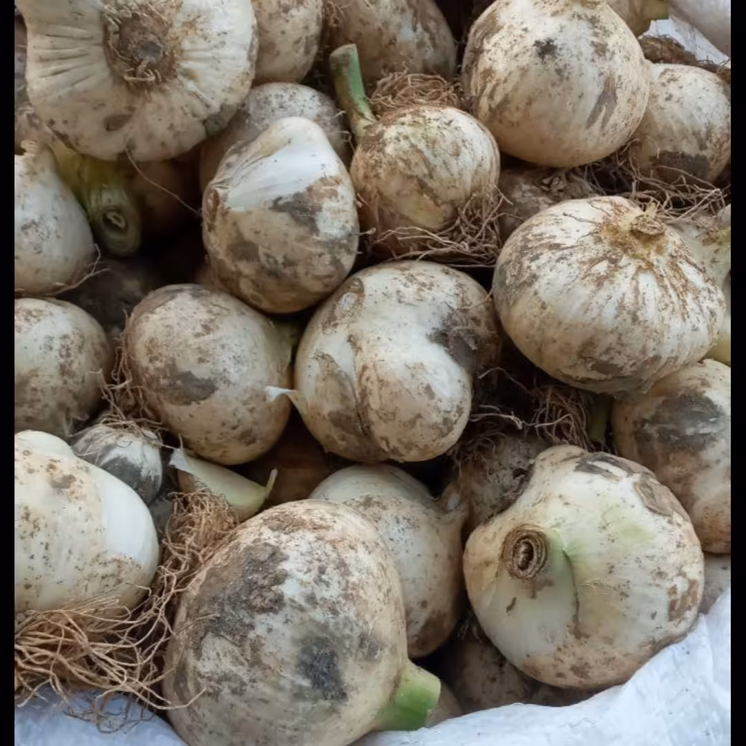 موسیر کوهی   خشک شده بسته (1 کیلو گرمی)