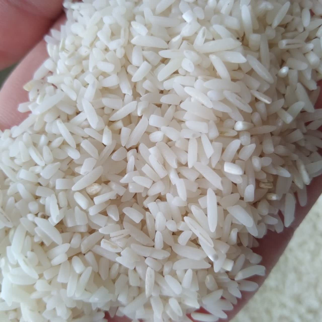 سرلاشه طارم هاشمی