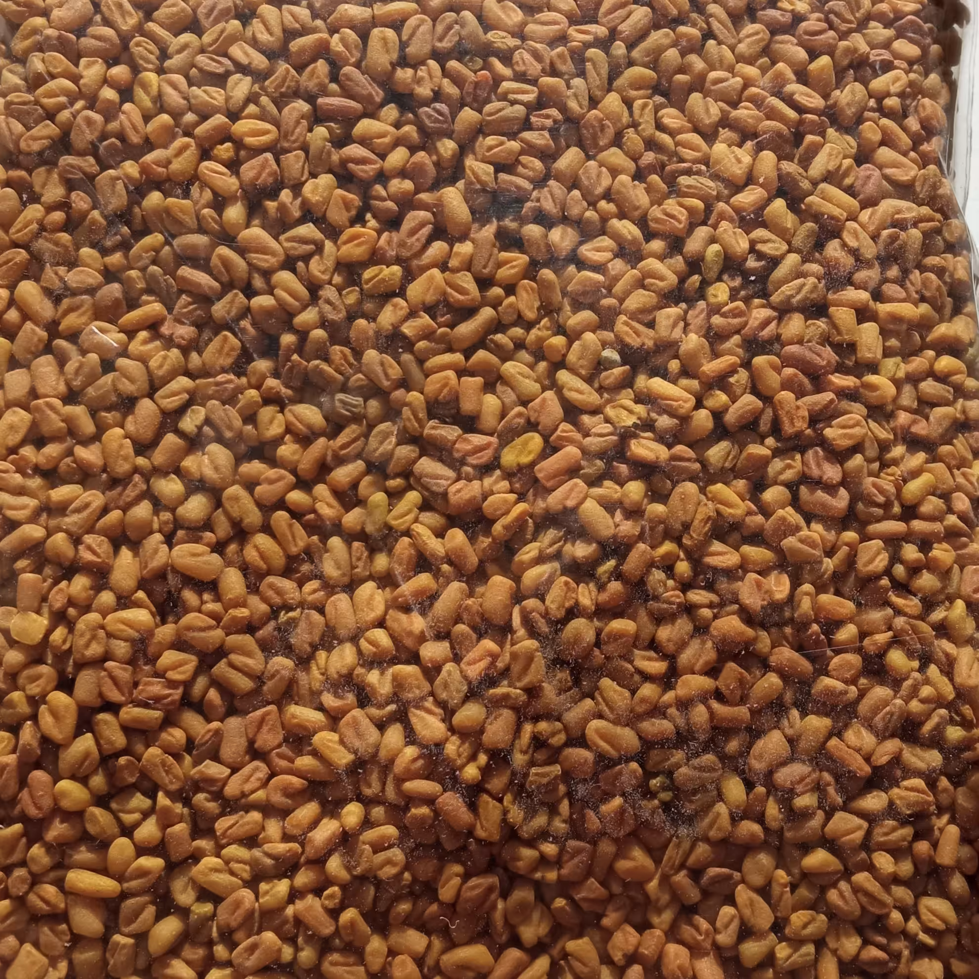 تخم شنبلیله صدگرمی باقیمت عالی