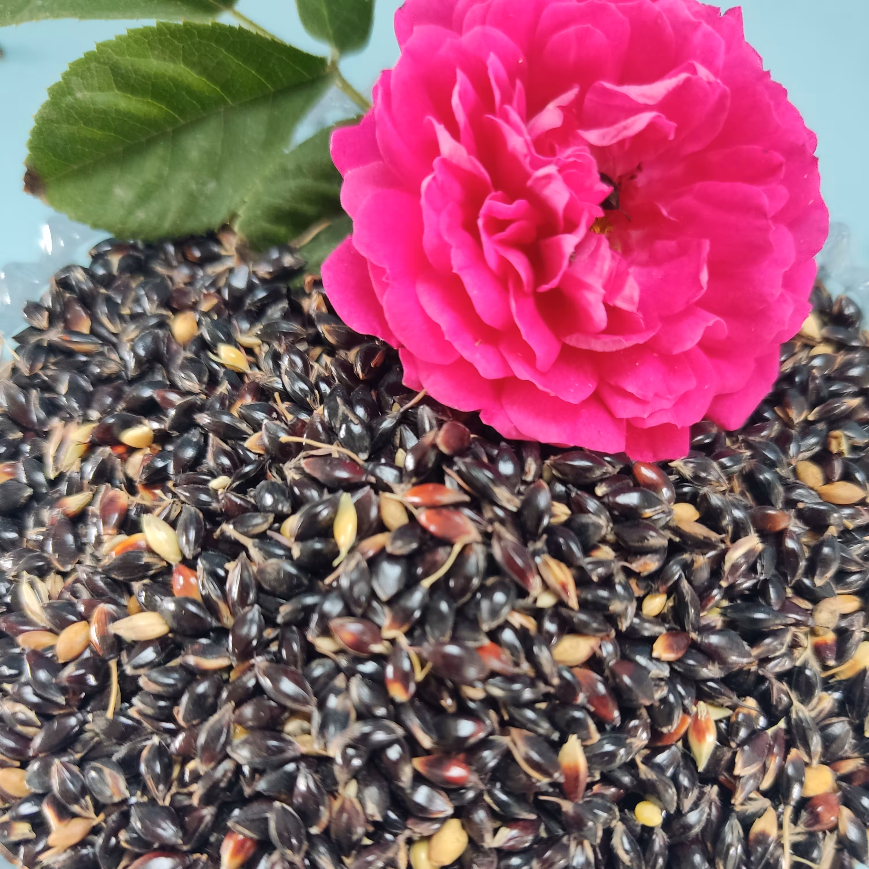 بذر سرگم سودانگراس (800گرمی)
