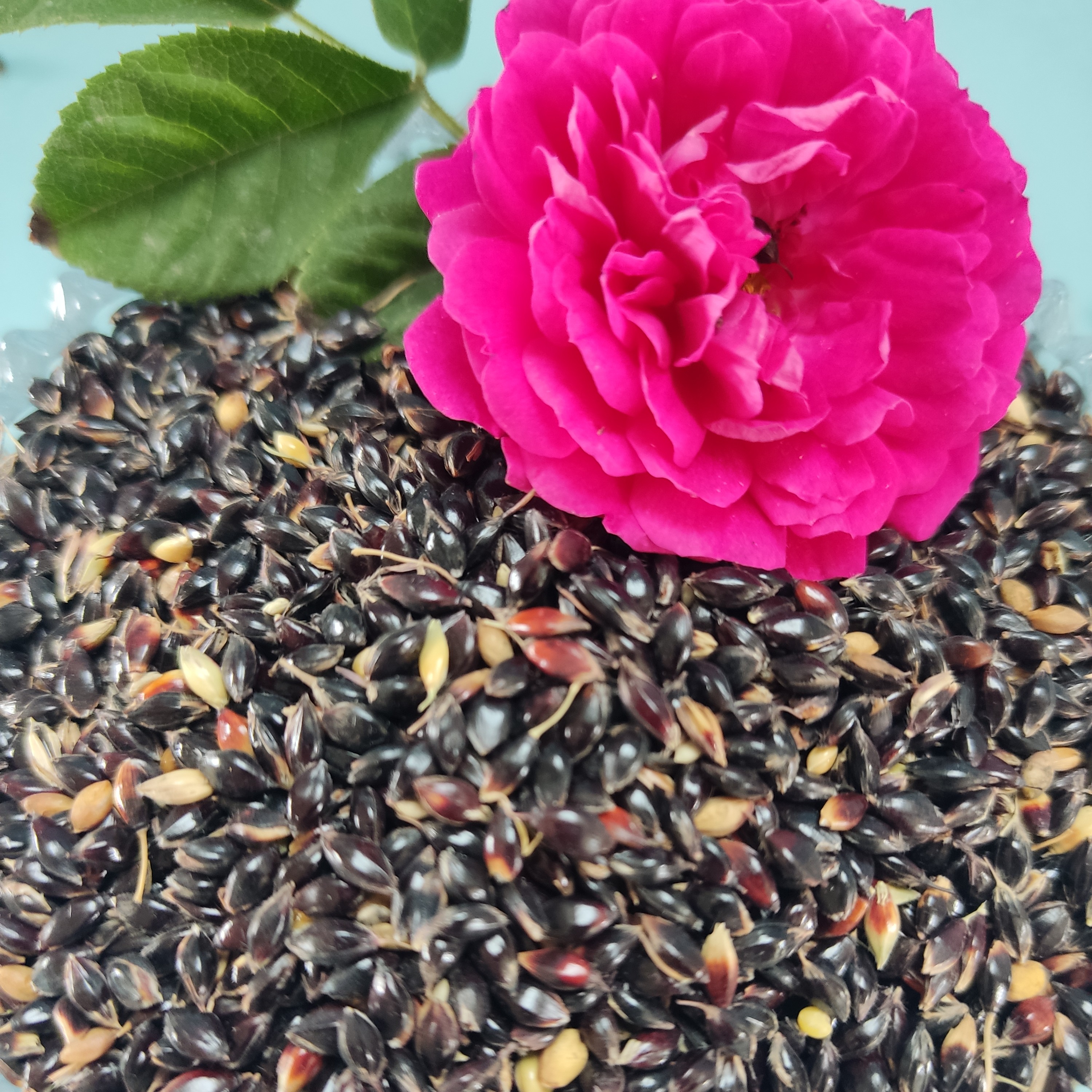 بذر سرگم سودانگراس (800گرمی)