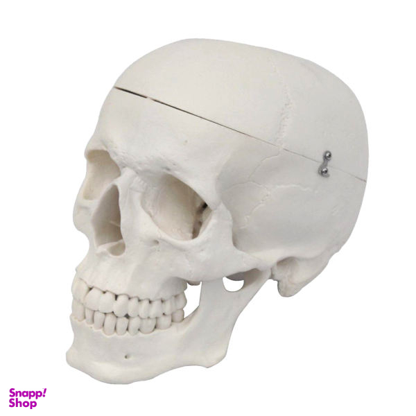 بازی آموزشی مدل مولاژ آناتومی جمجمه انسان کد Skull-N