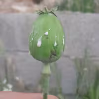 معجون رویایی